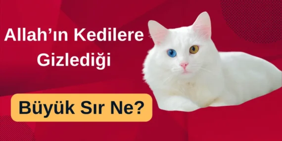 Allah’ın Kedilere Gizlediği Büyük Sır Ne?