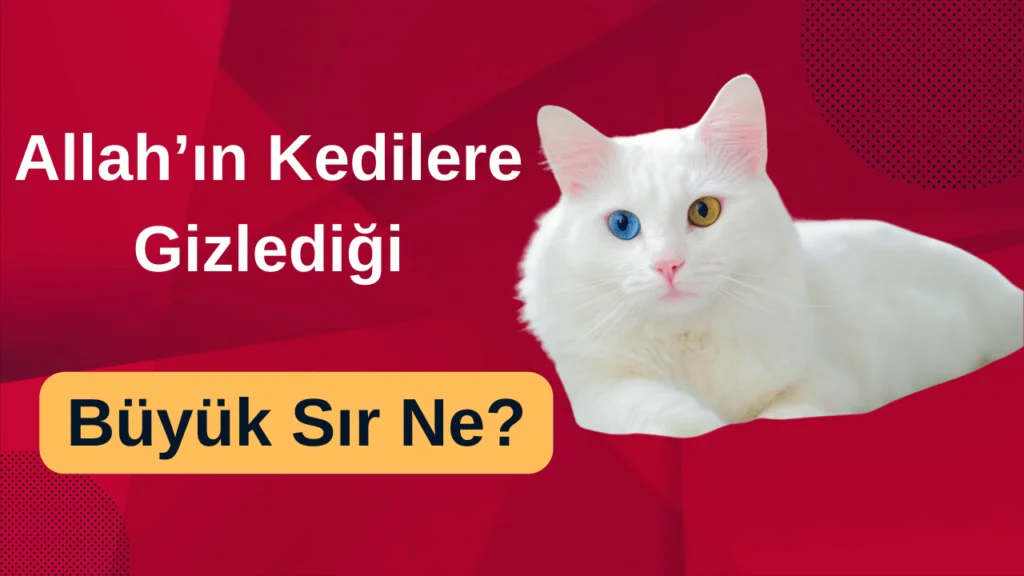 Allah’ın Kedilere Gizlediği Büyük Sır Ne?
