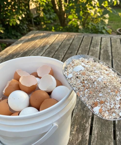 Simple Ways to Prepare Eggshells for Practical Household and Garden Uses