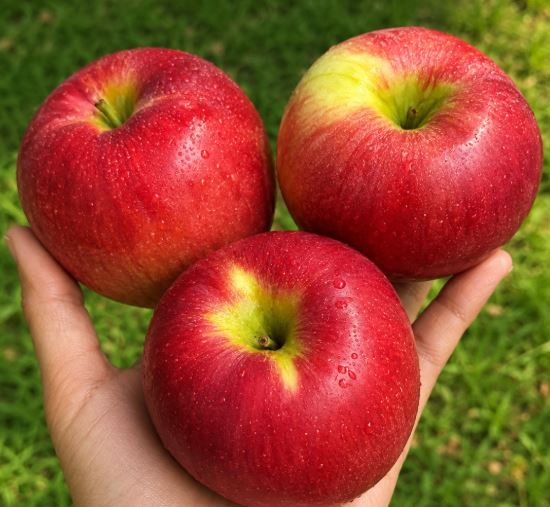Why Apples Are a Nutritious Addition to a Healthy Daily Diet