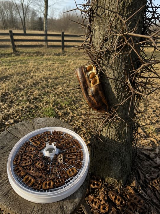 The Remarkable History and Everyday Uses of the Honey Locust Tree