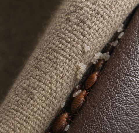 Found Something Strange Hidden in Your Sofa? Here’s How to Identify It Before Jumping to Conclusions